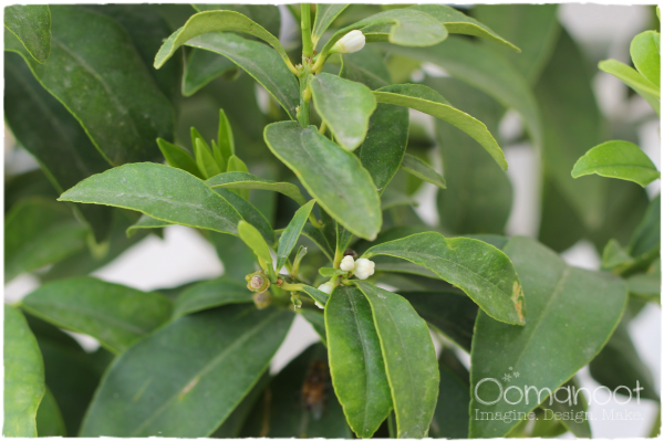 Home Improvement: Kumquats | Oomanoot