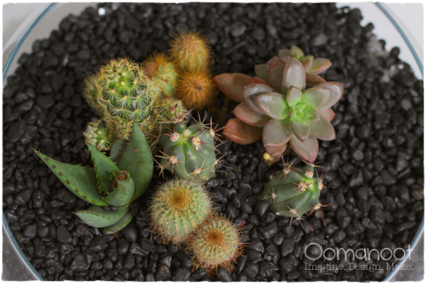 Home Improvement: Succulents | Oomanoot