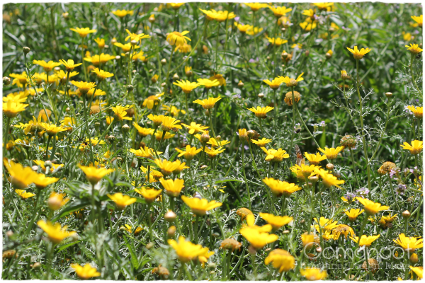 yellowflowers